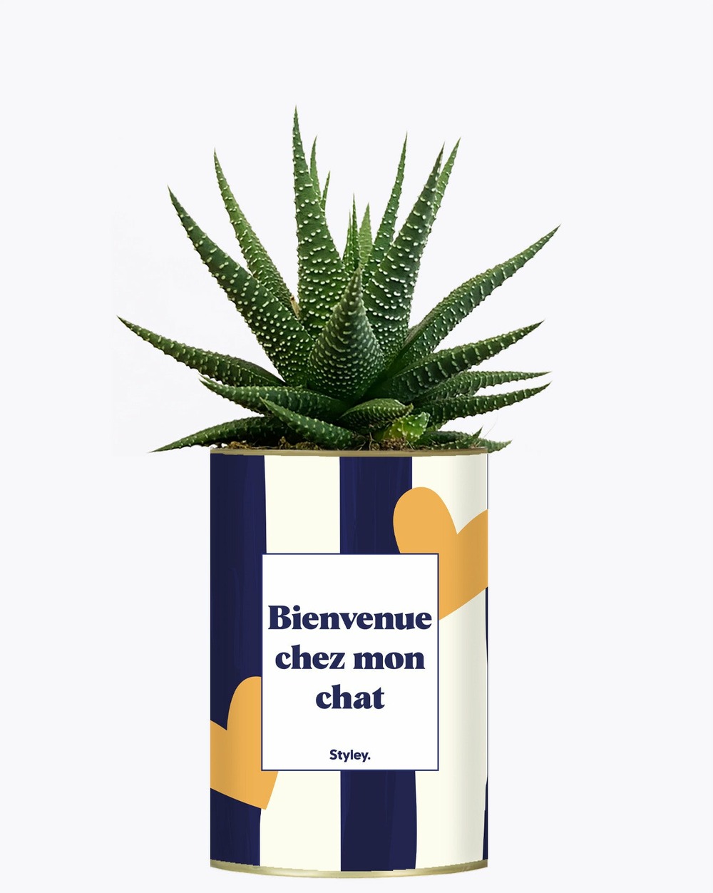 Plante drôle - bienvenue chez mon chat - cactus