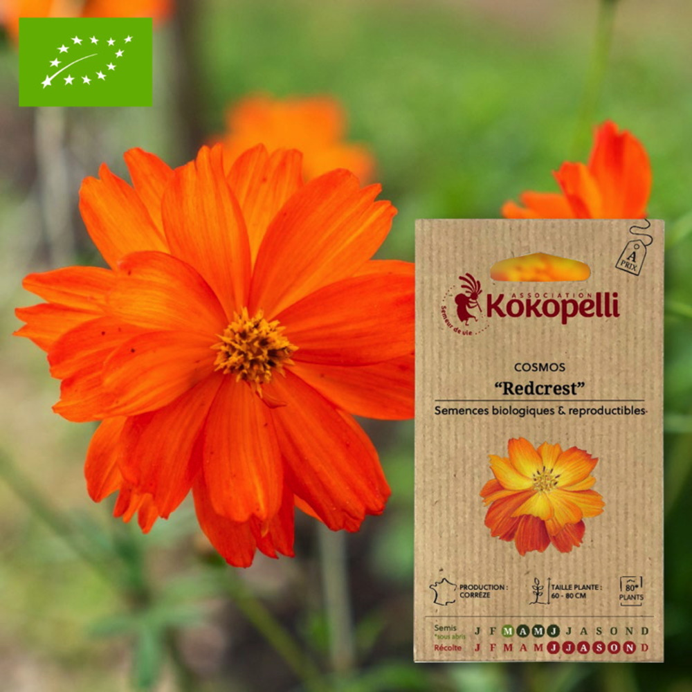 Graines bio à semer - cosmos redcrest