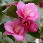 Camellia varié:pot 80l