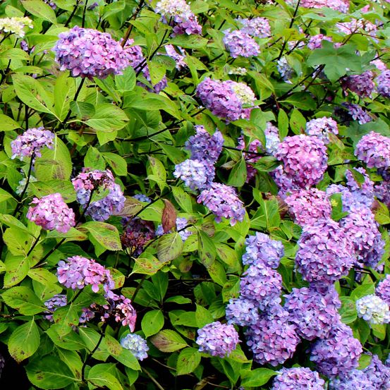 Hortensia pot de 2l/3l