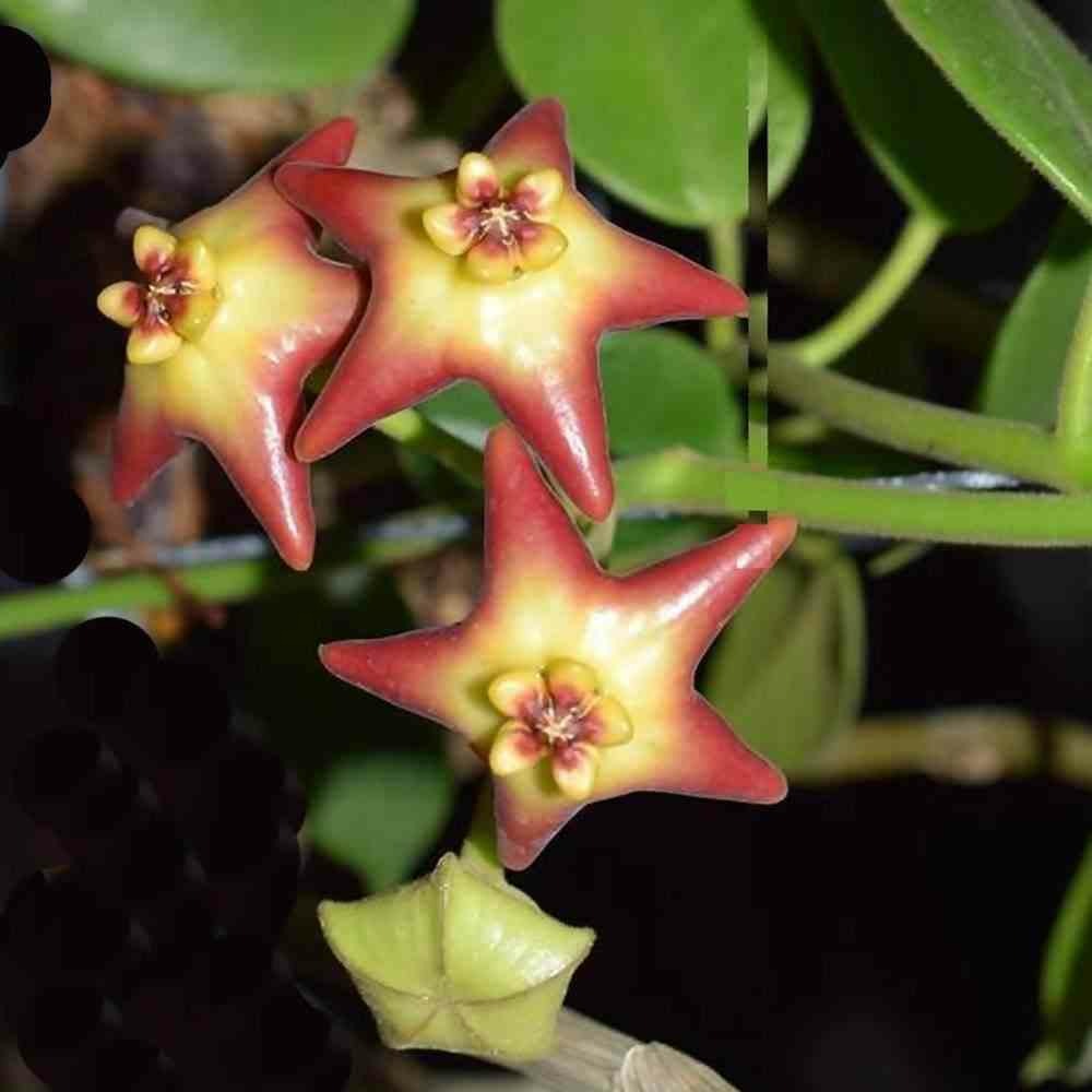 Hoya cv. Optimistic (fleur de porcelaine, fleur de cire) taille pot de 2 litres - 20/40 cm -   jaune et rouge