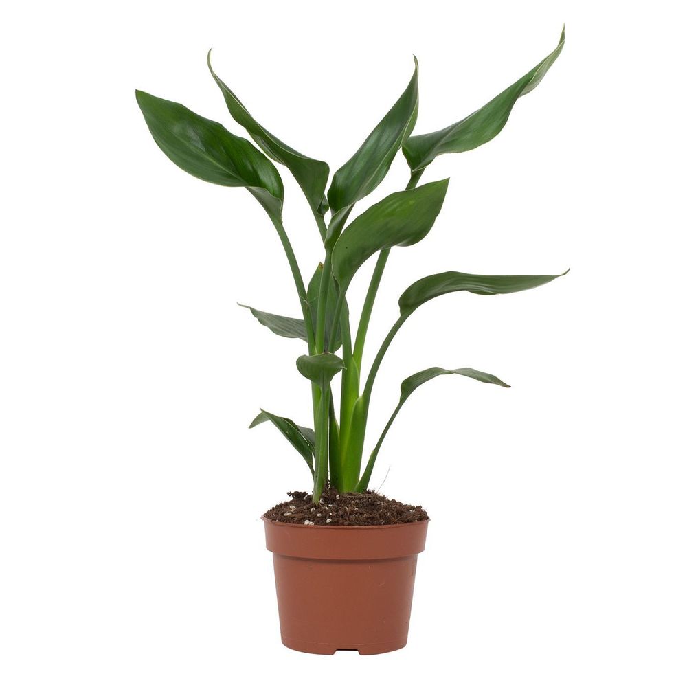 Strelitzia reginae - ø12cm - ↕35cm - plantes d'intérieur