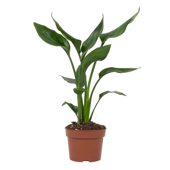 Strelitzia reginae - ø12cm - ↕35cm - plantes d'intérieur