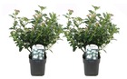 Viburnum tinus - set de 2 - véritable laurier-cerise plante vivace - pot 17cm - hauteur 25-40cm