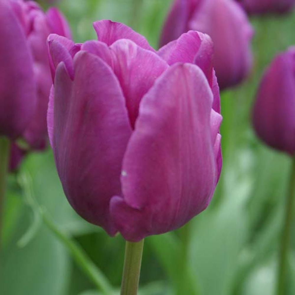 Tulipe triomphe 'negrita' bulbe calibre 11+ (par 10)