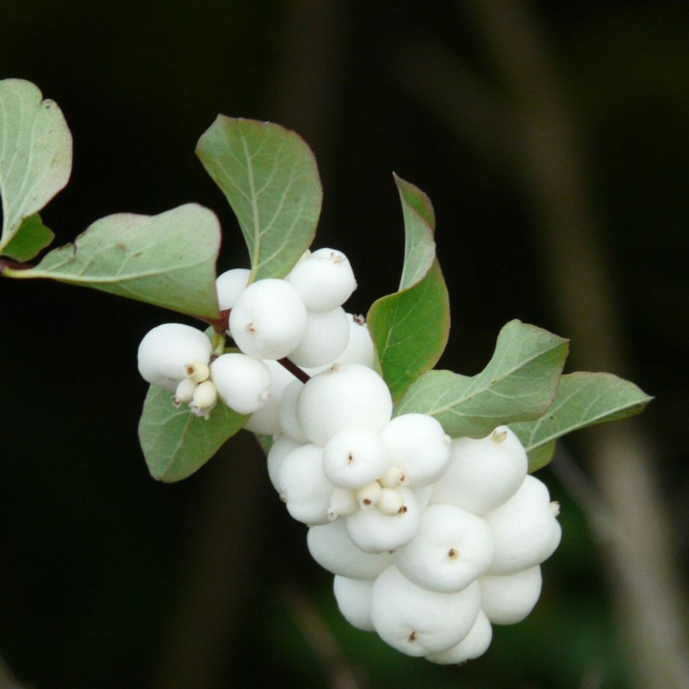 Symphorine magical® galaxy 'kolmgala', symphoricarpos pot de 3l - 20/40 cm