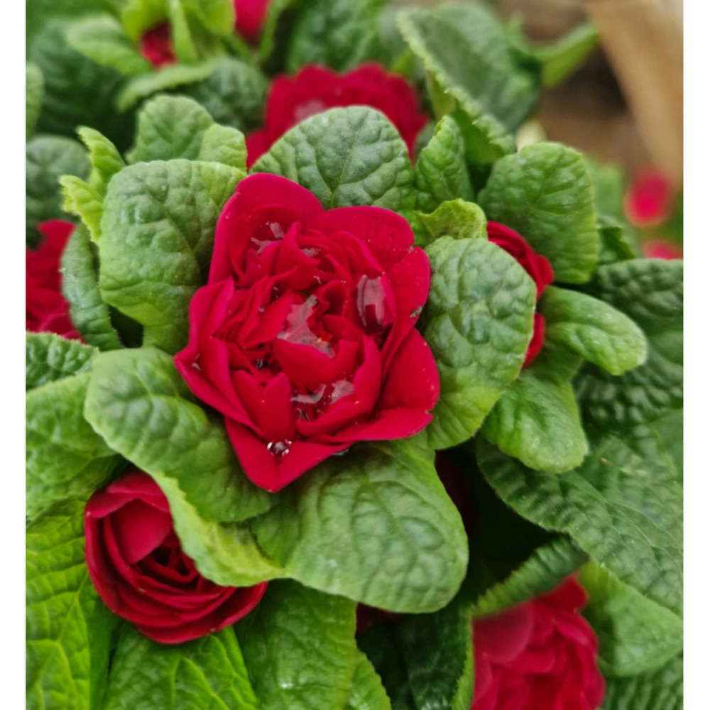 Primevère double belarina 'valentine' pot de 10.5 cm