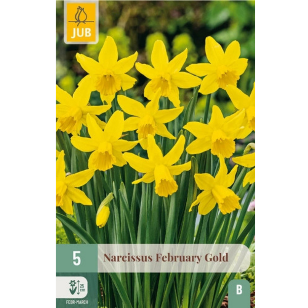 Narcisse jaune february gold x5 jaune