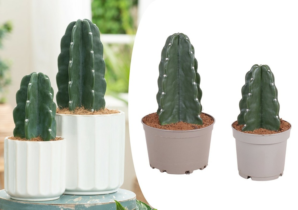 Cereus jamacaru - mix de 2 - cactus 'cuddly' - pot 18/12cm - hauteur 25-35cm