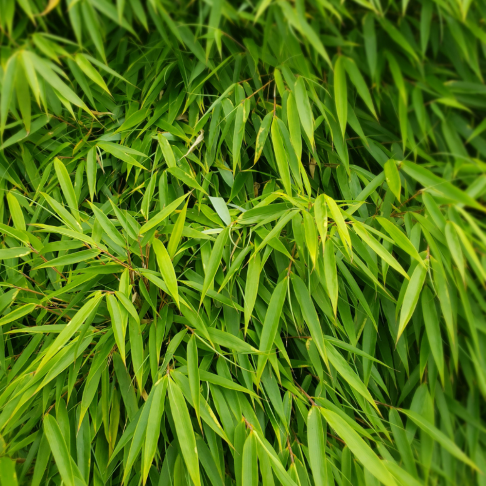 Bambou fargesia murieliae simba 80/100cm pot 10l