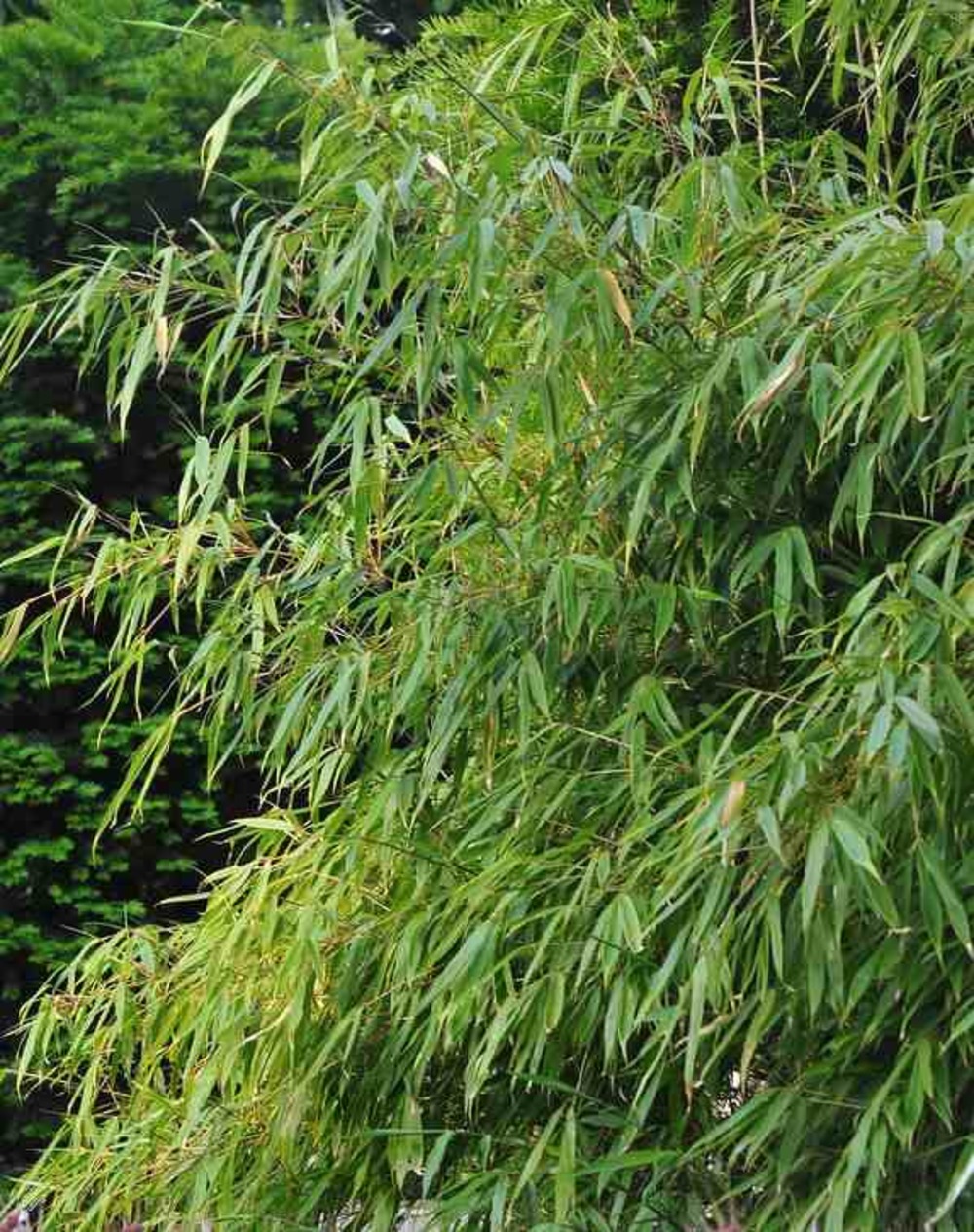 Fargesia rufa (bambou non traçant) pot 10 litres - 100/120cm - 8/12 cannes