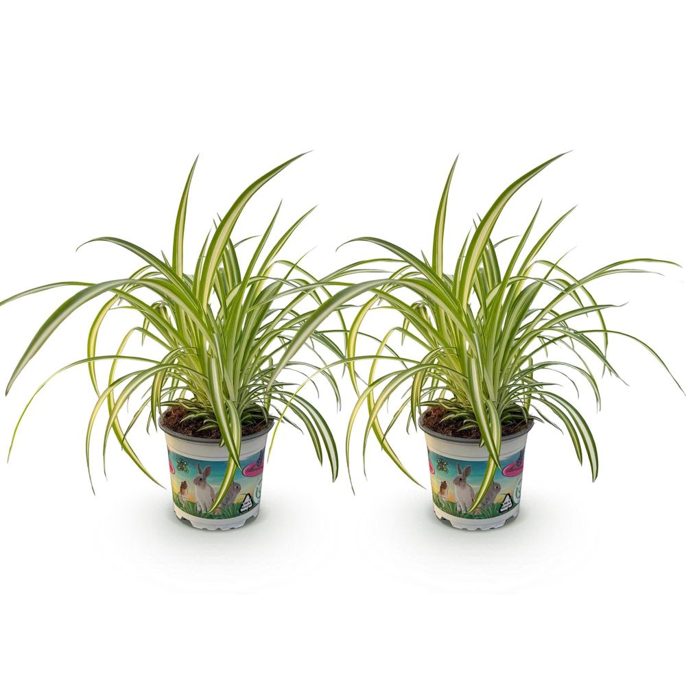 Chlorophytum comosum variegatum - pet-friendly - plante araignée - pot de 12cm - hauteur 20-30cm