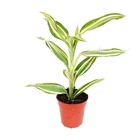 Mini plante - dracaena sanderiana - dragonnier - idéal pour petits bols et verres - petite plante en pot de 5,5 cm