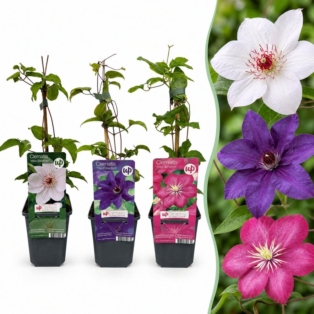 Clématites en trio de coloris - 6 plants - h 35 cm, pot ø9 cm