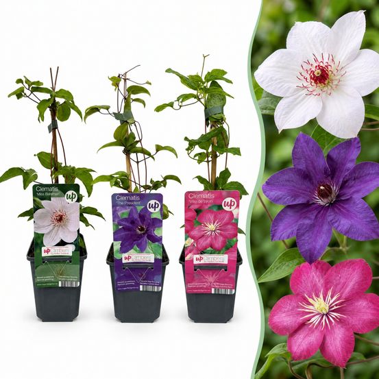 Clématites en trio de coloris - 6 plants - h 35 cm, pot ø9 cm