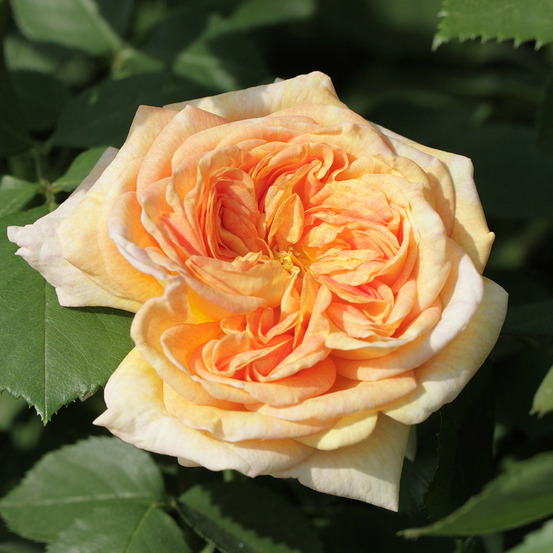 Rosier grimpant alchymiste - le pot / 4l / hauteur livrée 15-40cm