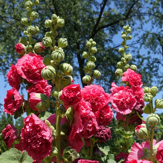 Rose trémière double rose - le pot / ø 9cm