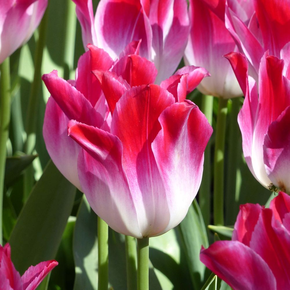 Tulipe triomphe 'whispering dream' bulbe calibre 11+ (par 10)