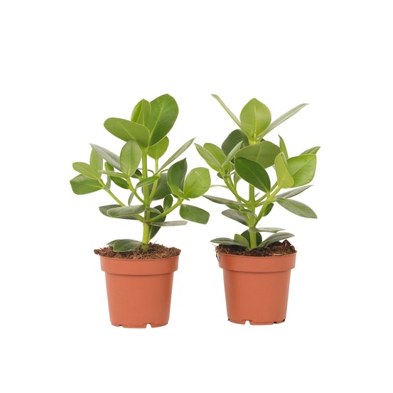 Pommier baumier - set de 2 - clusia rosea 'princess' - hauteur 25-35cm - ⌀12cm