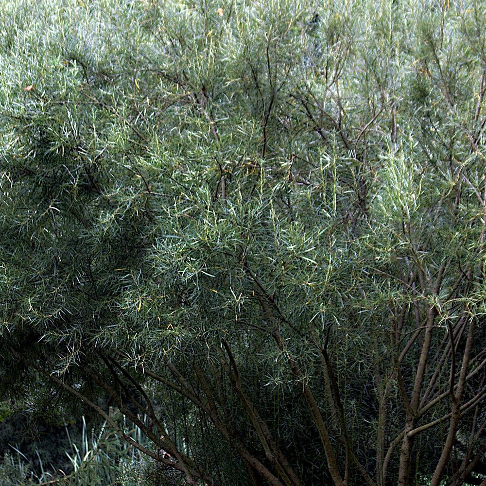 Saule à feuilles d'argousier, salix pot de 3l - 20/40 cm