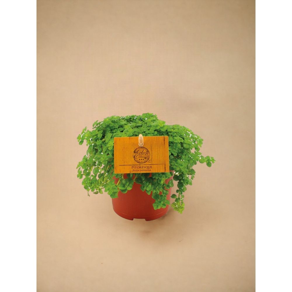 Pilea depressa