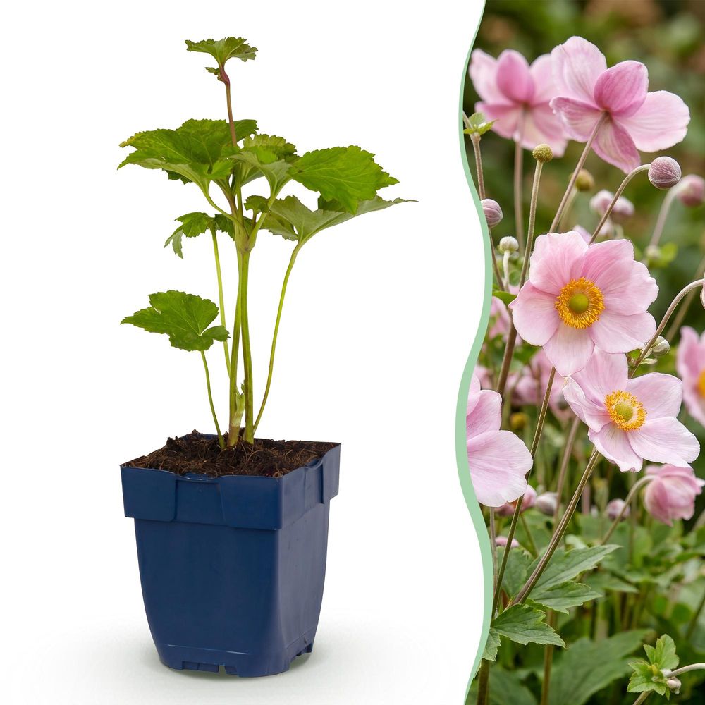 Anémone du japon 'königin charlotte' (anemone x hybrida) - vivace fleurie d'automne - pot 11cm - plante d'extérieur