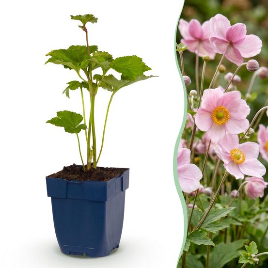 Anémone du japon 'königin charlotte' (anemone x hybrida) - vivace fleurie d'automne - pot 11cm - plante d'extérieur