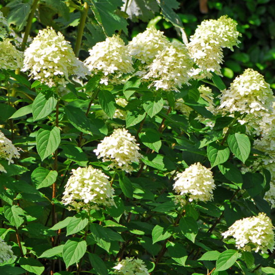 Hortensia paniculata grandiflora - hydrangea paniculata grandiflora 30/40 cm pot 3l