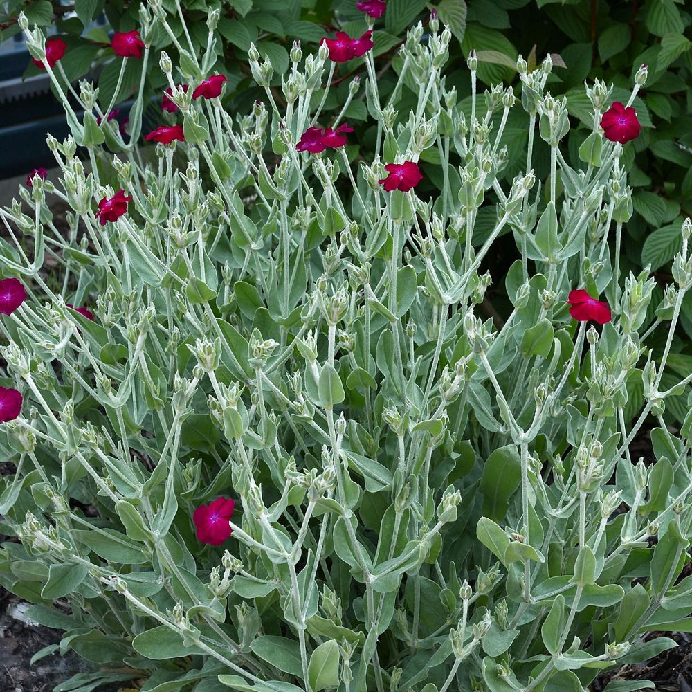 Coquelourde des jardins 'atrosanguinea' pot de 2l/3l