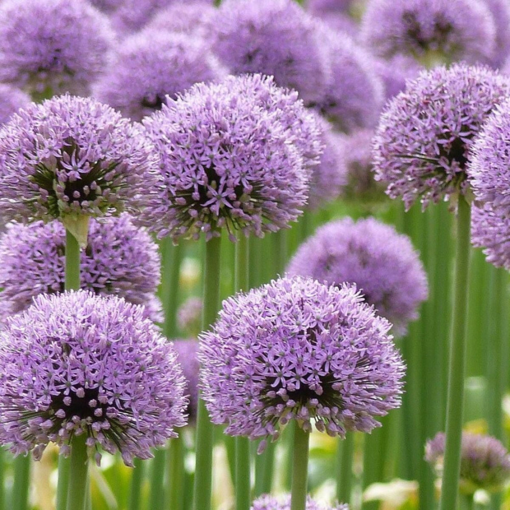 Ail d'ornement millenium lot de 5 godets