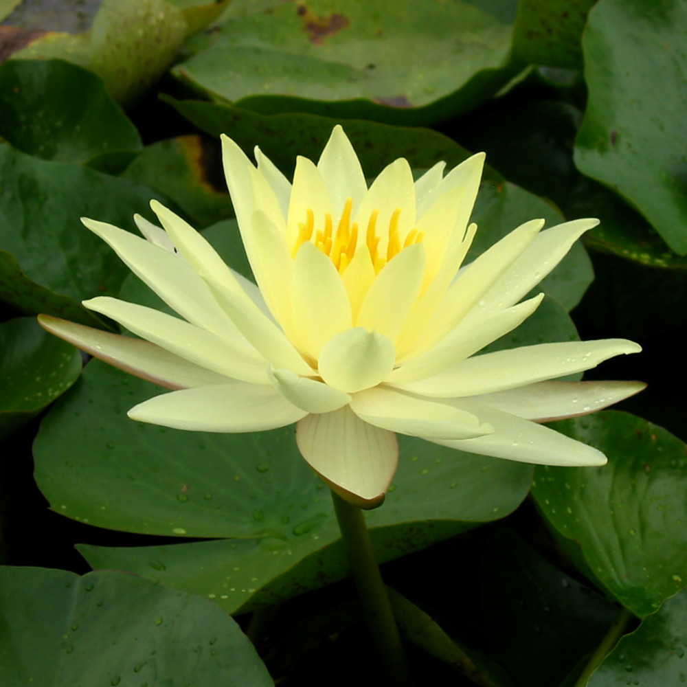 Nymphaea 'yellow sensation' - nénuphar mature en racines nues
