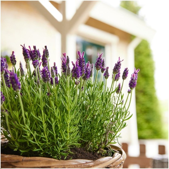 Lot de 6 pots de lavande anouk® - d12cm - plante d'extérieur