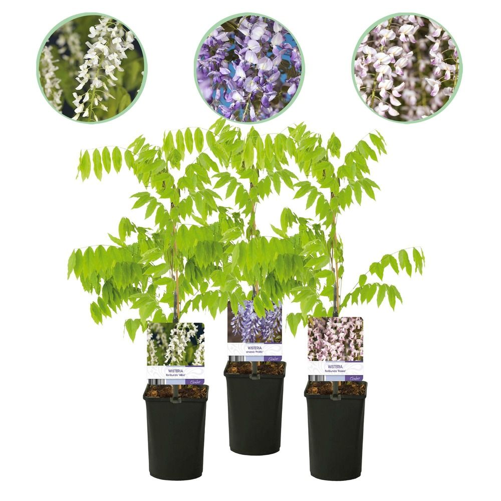 Glycine - pot 11 cm - hauteur 40 cm
