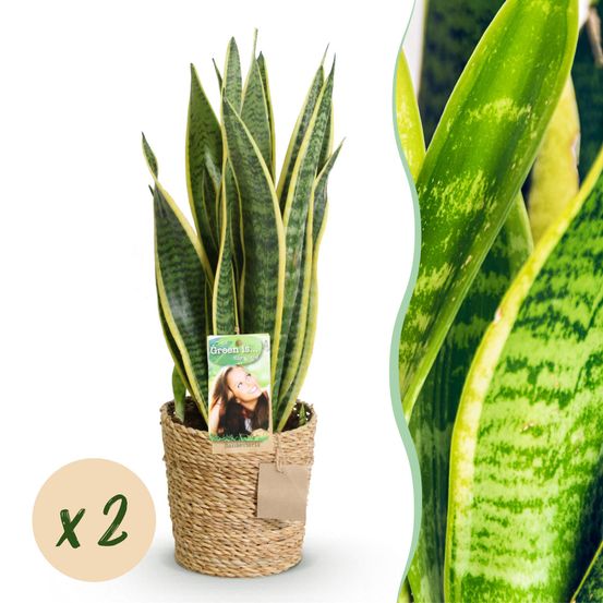 Sansevieria laurentii - langue de belle-mère - lot de 2 plantes - pot de 17cm - hauteur 60-70cm - plantes d'intérieur