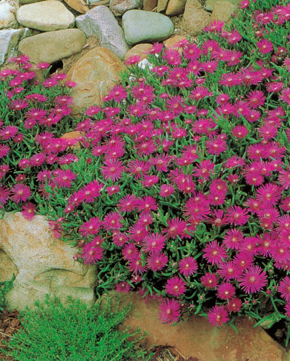 Delosperma cooperi plante vivace - 3 godets