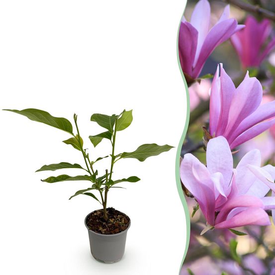Magnolia 'betty' - pot 12 cm - hauteur 30 cm - plante d'extérieur