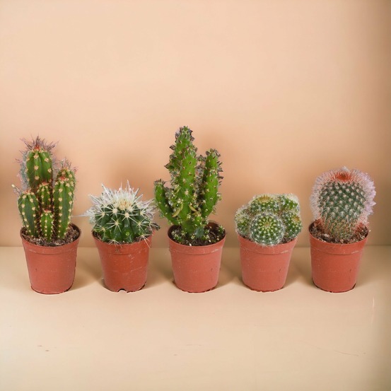 Coffret cactus, succulentes - lot de 15 plantes, h13cm