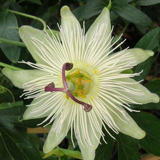Passiflore constance elliot godet - 5/10 cm