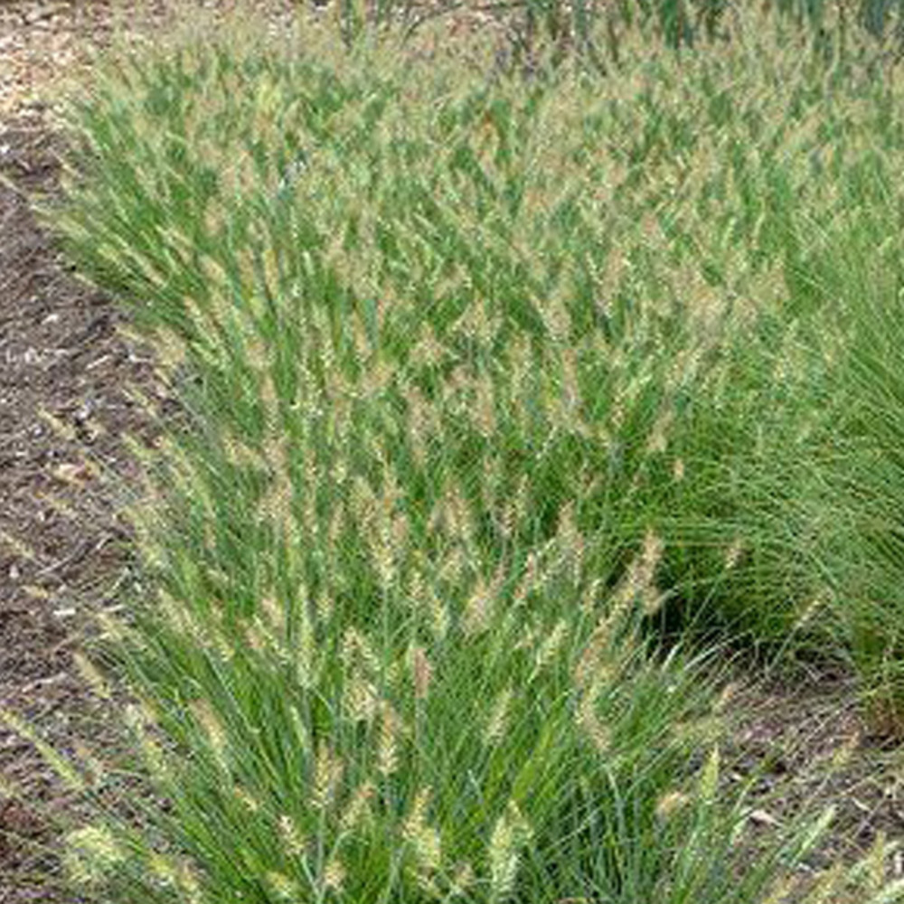 6 x herbe aux écouvillons - pennisetum alopecuroides 'little bunny'  - godet 9cm x 9cm