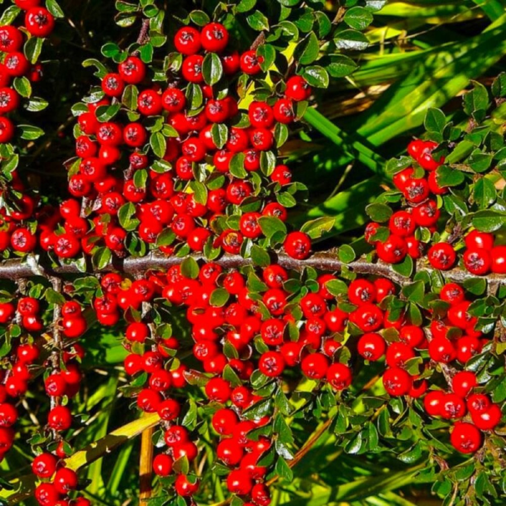 COTONEASTER SKOGOLM GF H20A40-(766568)