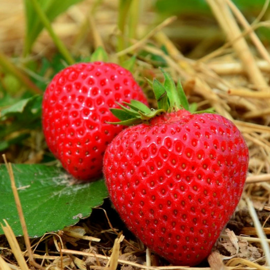 Plant de fraisier ostara barquette de 6 godets