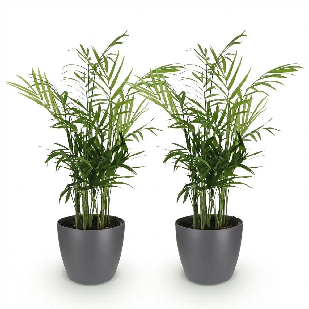 Chamaedorea elegans - pet-friendly - pot de 12cm - hauteur 15cm