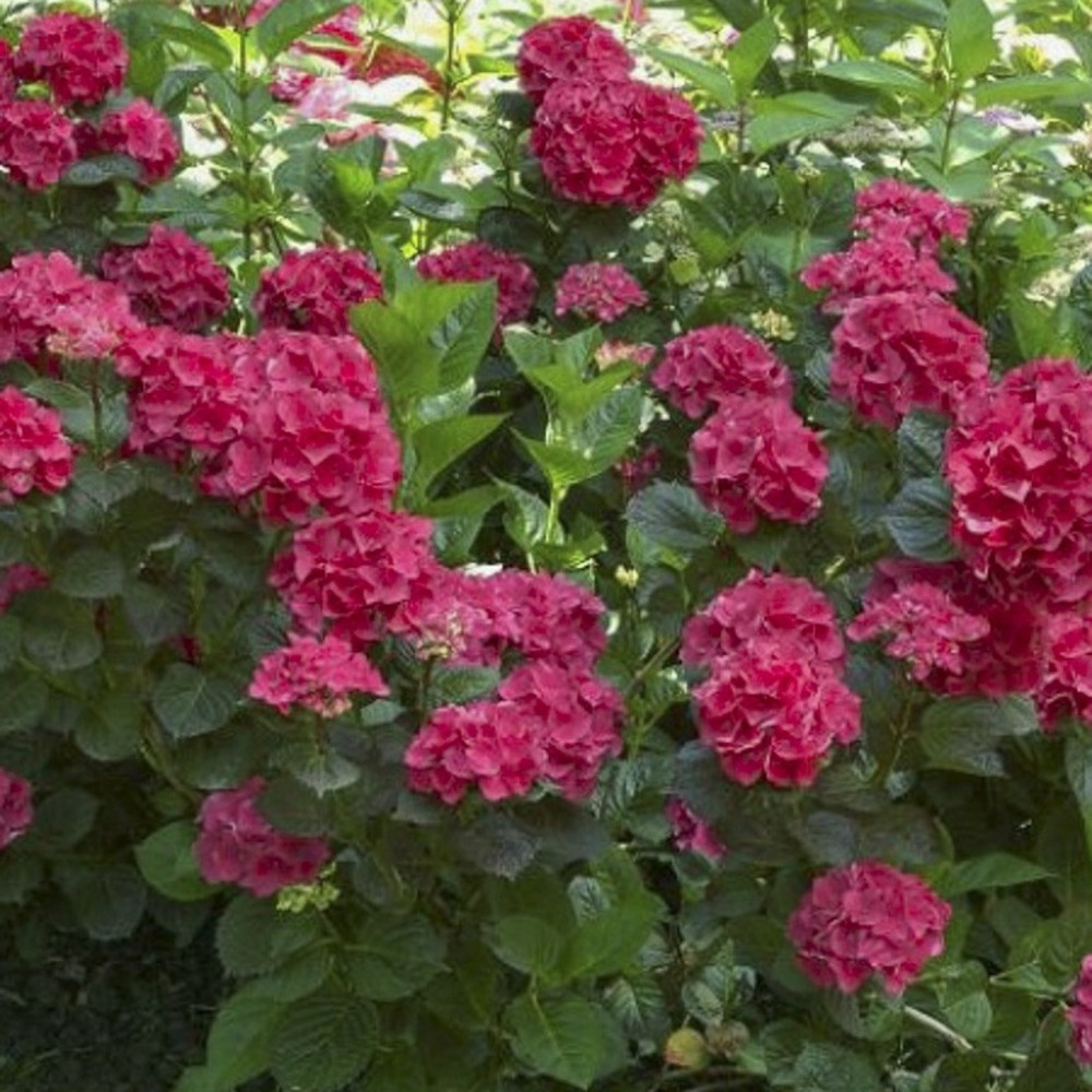 Hortensia 'julisa' pot de 1,5l/2l