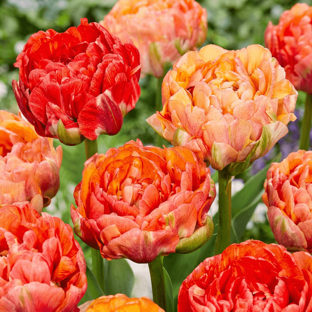 Tulipe 'gudoshnik' double (tulipa) - floraison printanière - calibre 11/12 - 96 bulbes
