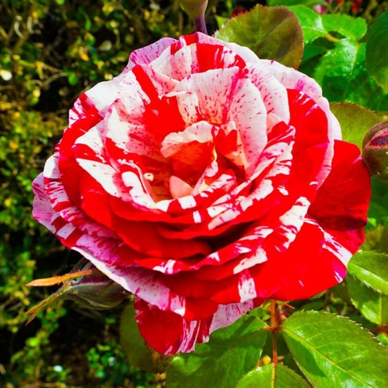 Rosier 'Scentimental'…