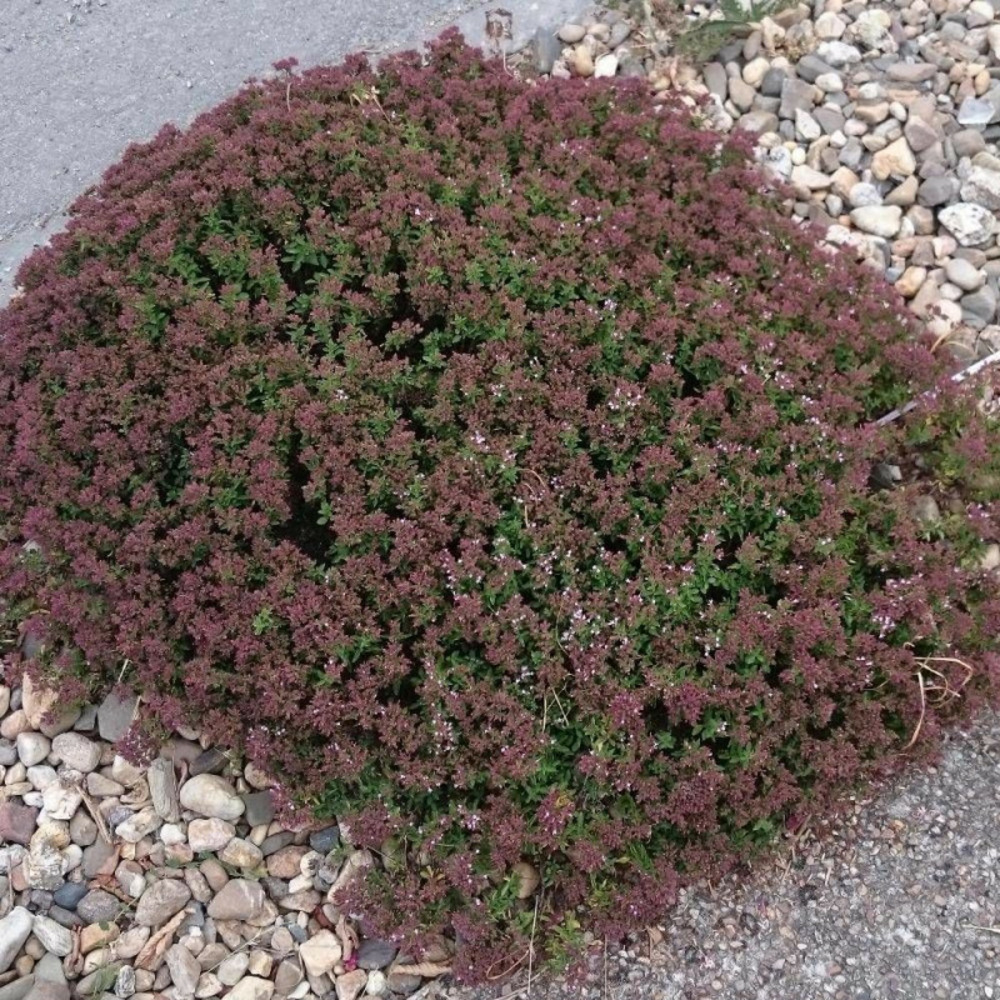 Origan compact lot de 9 godets