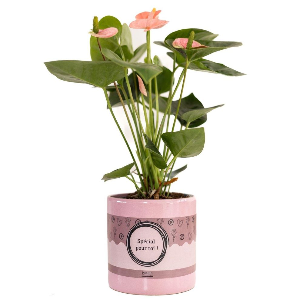 Anthurium rose - ø12cm - ↕45cm - plante d’intérieur