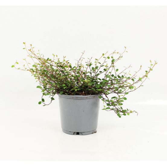 Muehlenbeckia complexa pot 10,5 cm