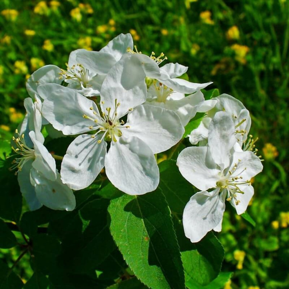 Pommier sauvage (Malus Sylvestris)
