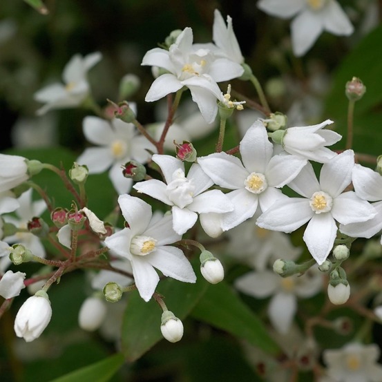 Deutzia 'corymbiflora' pot de 7,5l/10l